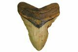 Fossil Megalodon Tooth - North Carolina #167020-1